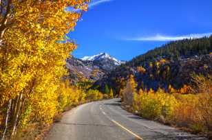 Aspens along road to South Lake-9533-2.jpg Aspens along road to South Lake-9533-2.jpg